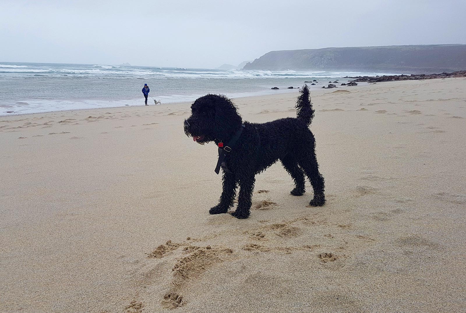 Dog Friendly Things To Do In Cardigan