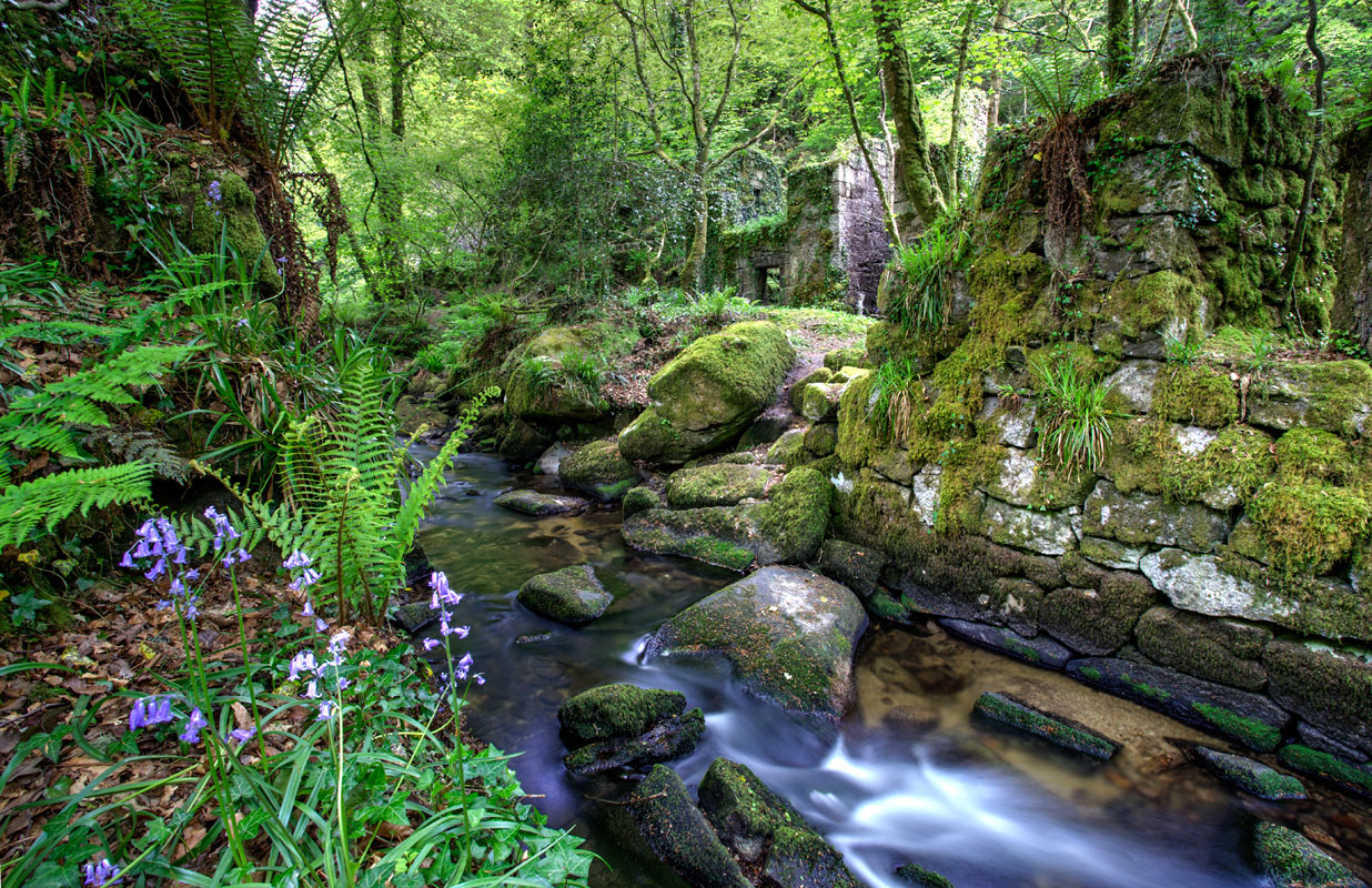 Kennall Vale | Cornwall Guide Images