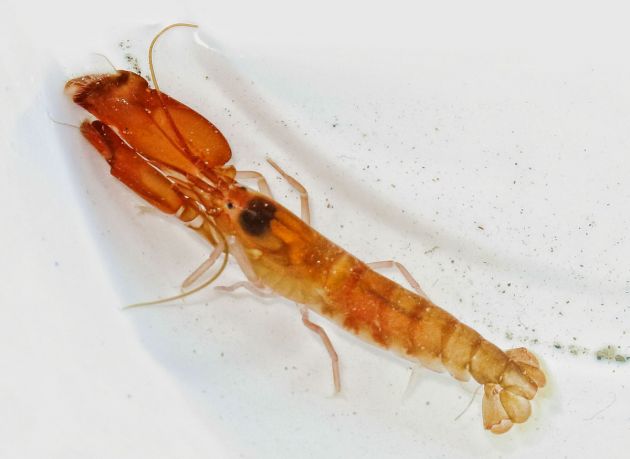 netflix creature report pistol shrimp
