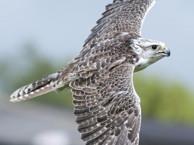 Birds of Prey in the UK (Complete Guide)