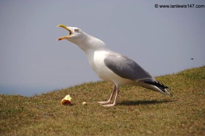 Herring Gull, Kynance Cove