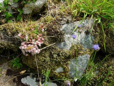 Chysauster  Flora