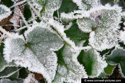 Frosty Ivy