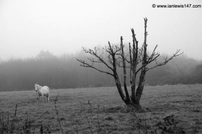 Nice tree & horse