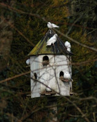 Dove House