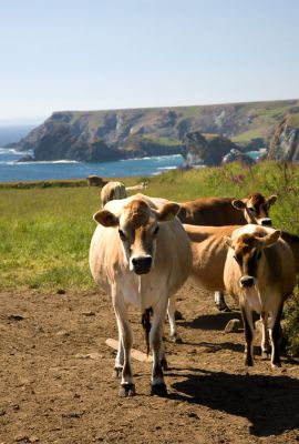 Lizard Cows