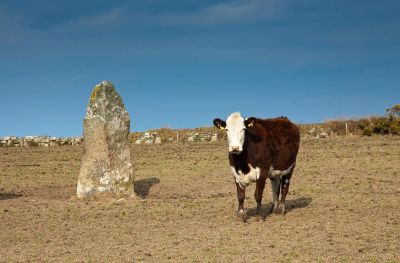 Megalithic Cow (Porthmeor Stone)