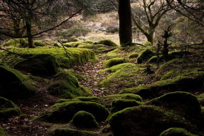 Mossy Rocks in Woods