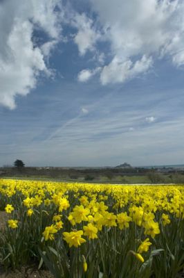 Mounts bay Daff frenzy