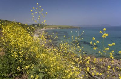 Portscatho Coast