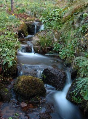 Stream in the Woods at St Loye