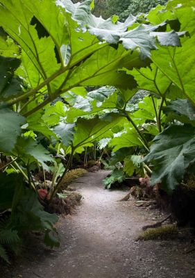 Gunnera Passage - Trebah