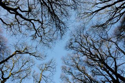 Trees and Sky