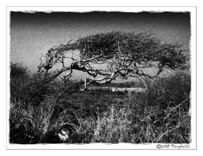 west penwith tree