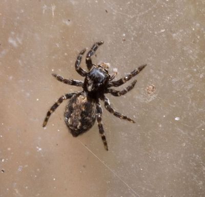 Zebra Spider