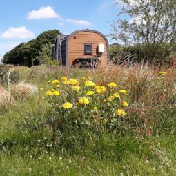 Rowan - Luxury glamping pod Laneast Cornwall