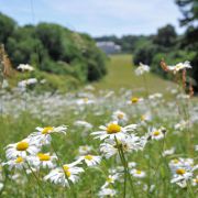 Antony Woodland Garden